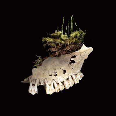 Miracle of nature—dialog with nature through artistic creation